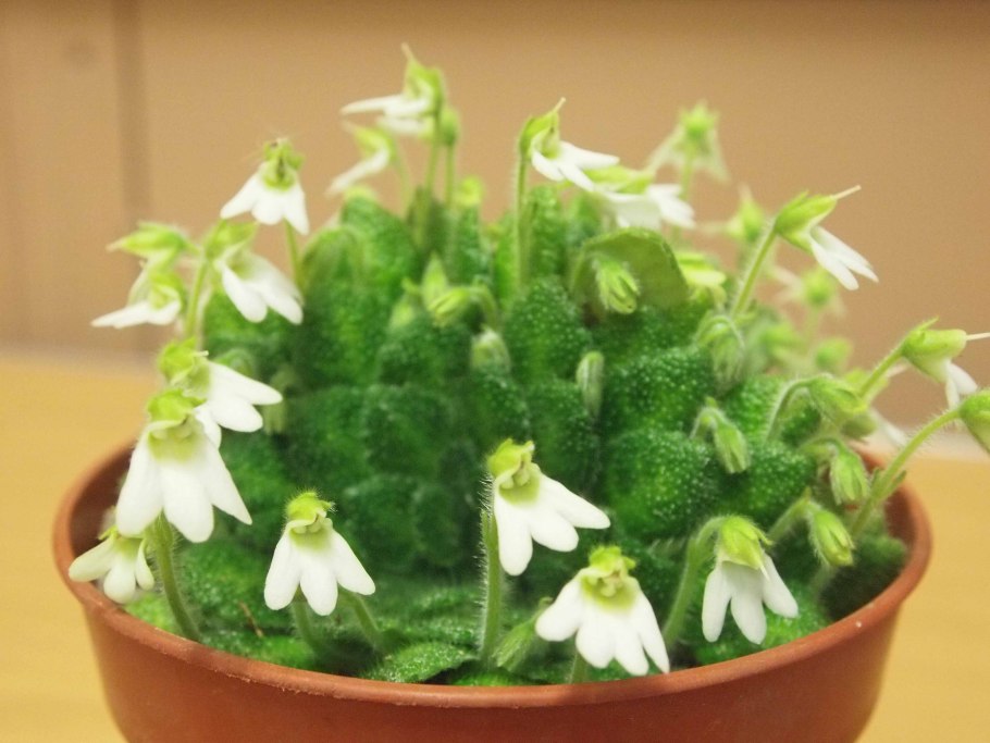 Петрокосмея розеттифолия