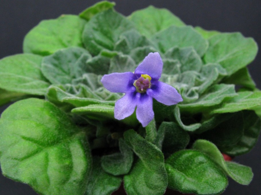 Petrocosmea flaccida фиалка