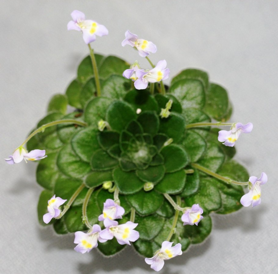 Петрокосмея begoniifolia