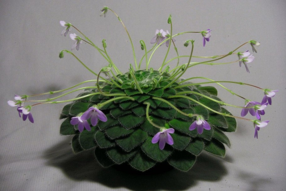 Петрокосмея Minor