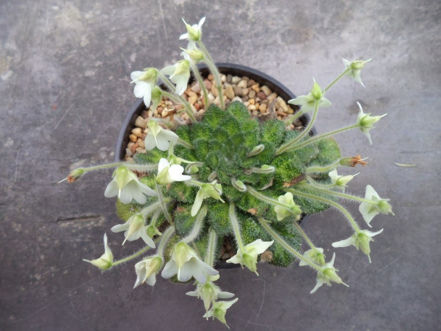 Petrocosmea rosettifolia
