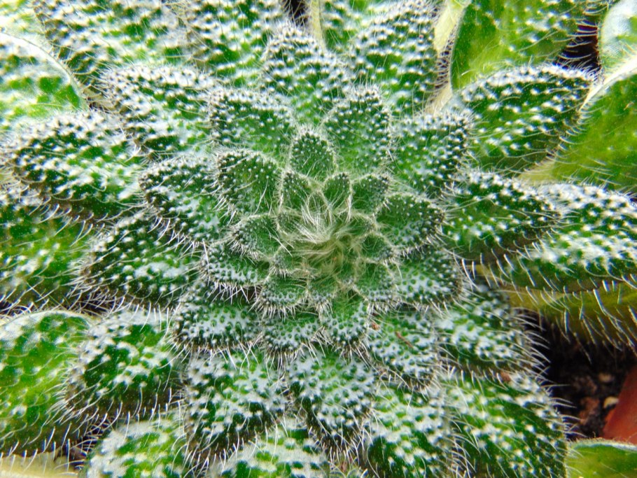 Петрокосмеи фото