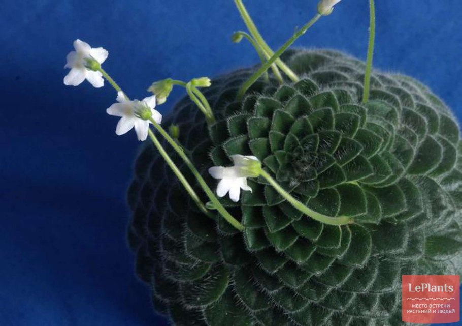 Fluffer Nuffer петрокосмея