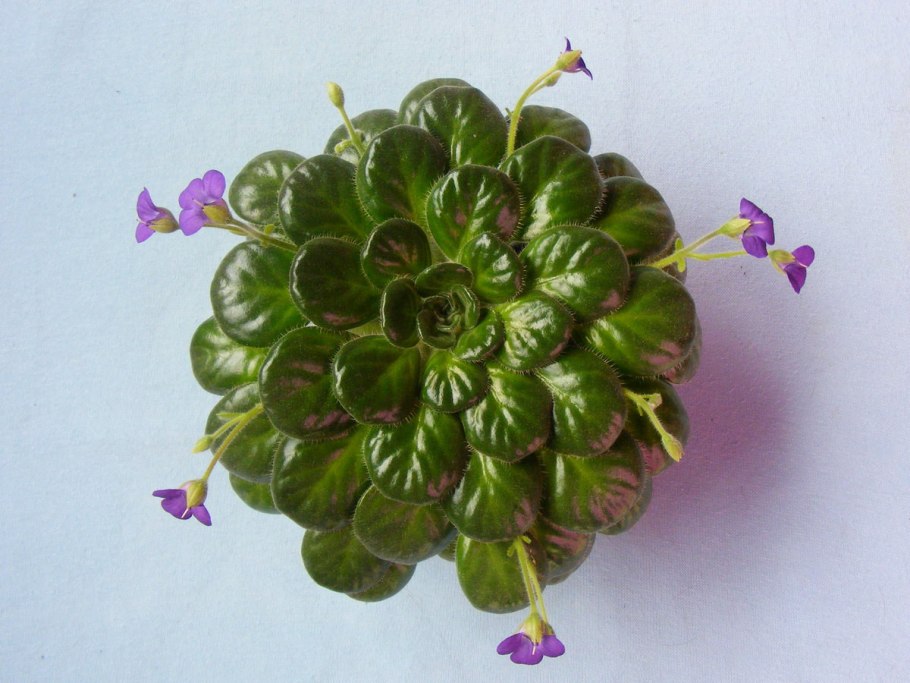 Петрокосмея Minor