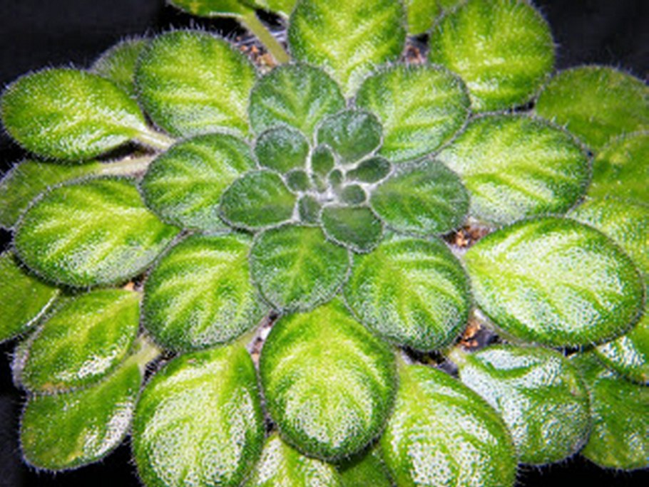 Петрокосмея forrestii