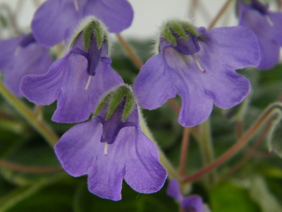 Петрокосмея Кейстоун Блю