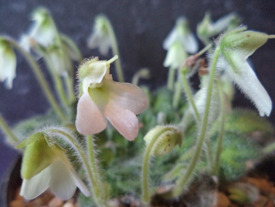 Петрокосмея barbata