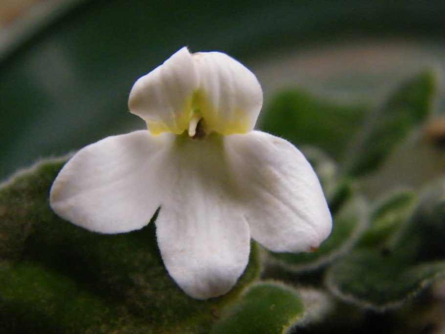 Петрокосмея barbata