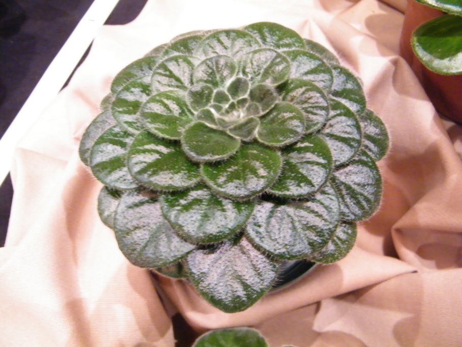 Петрокосмея cavaleriei