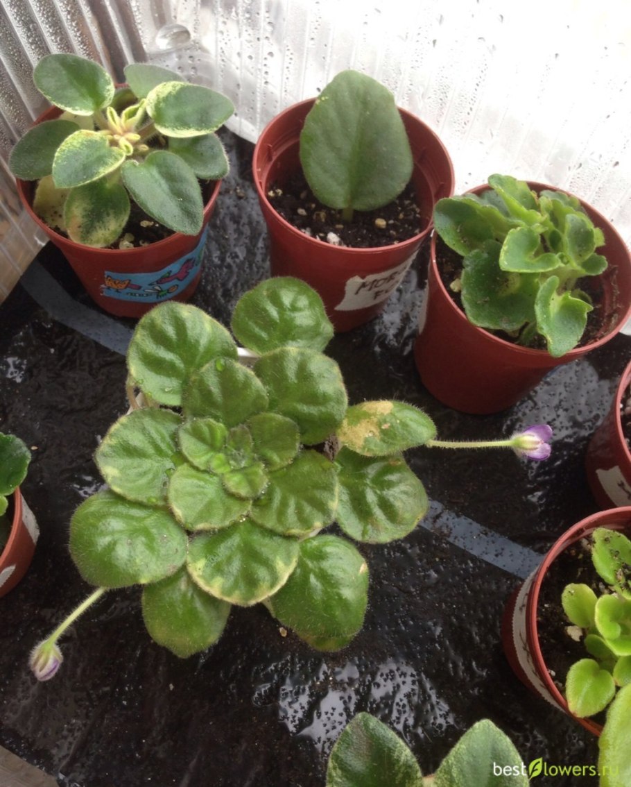 Фиалка петрокосмея