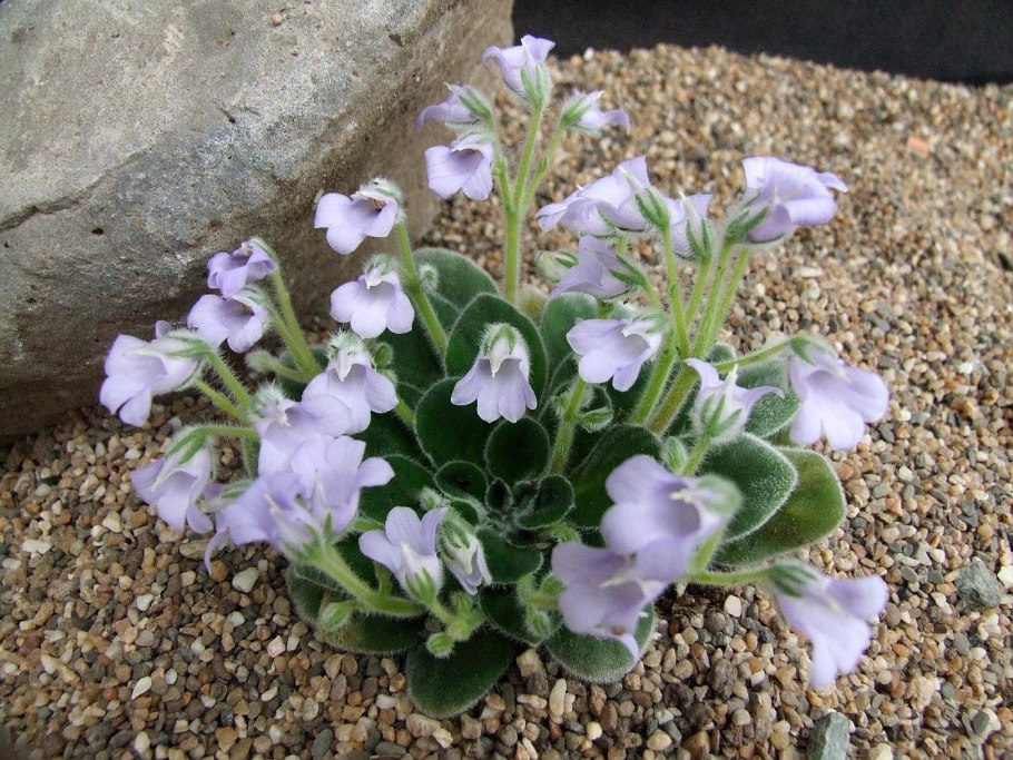 Петрокосмея (Petrocosmea) barbata