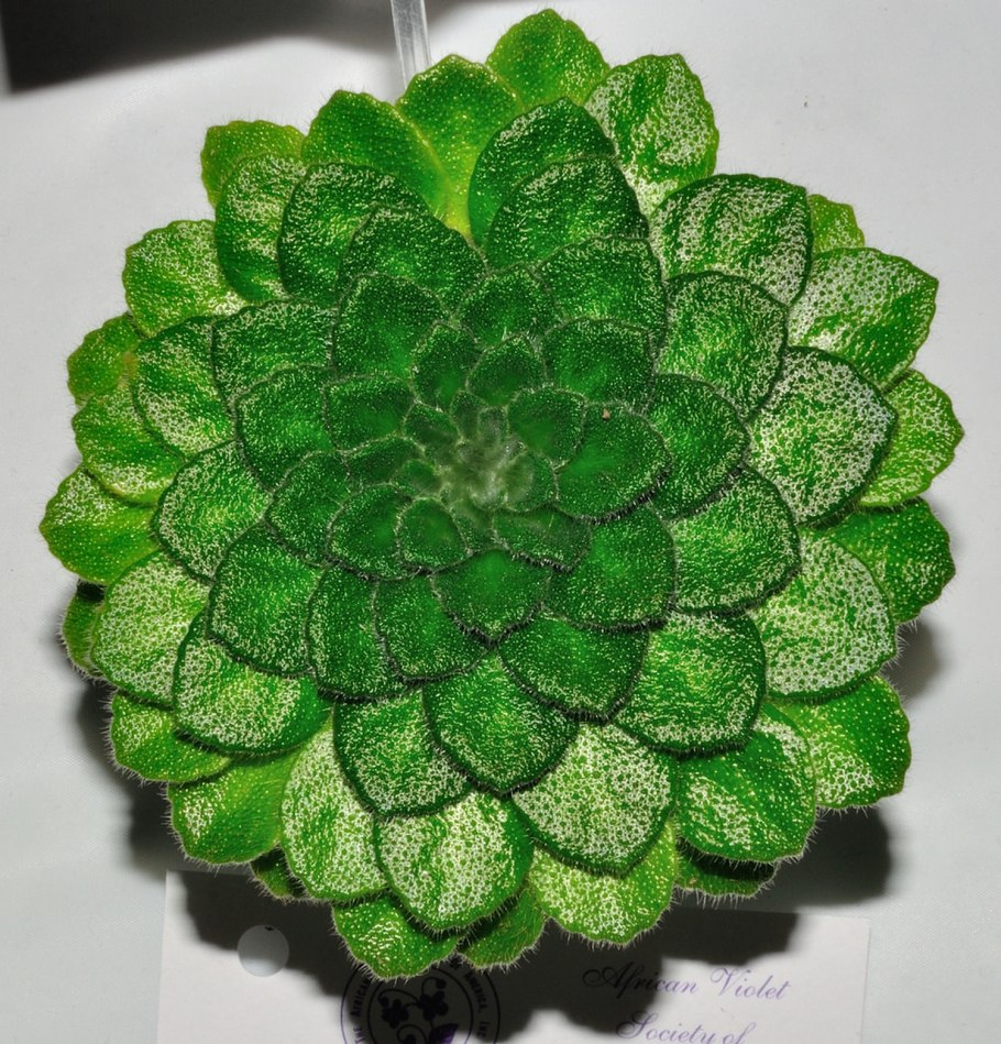 Петрокосмея Chidori