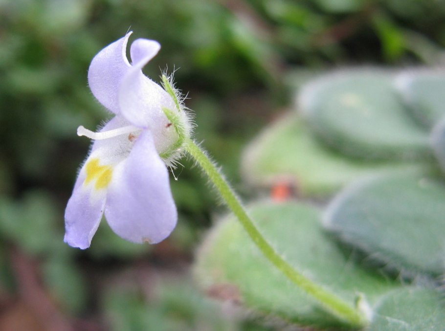 Н. patulum var. Forrestii