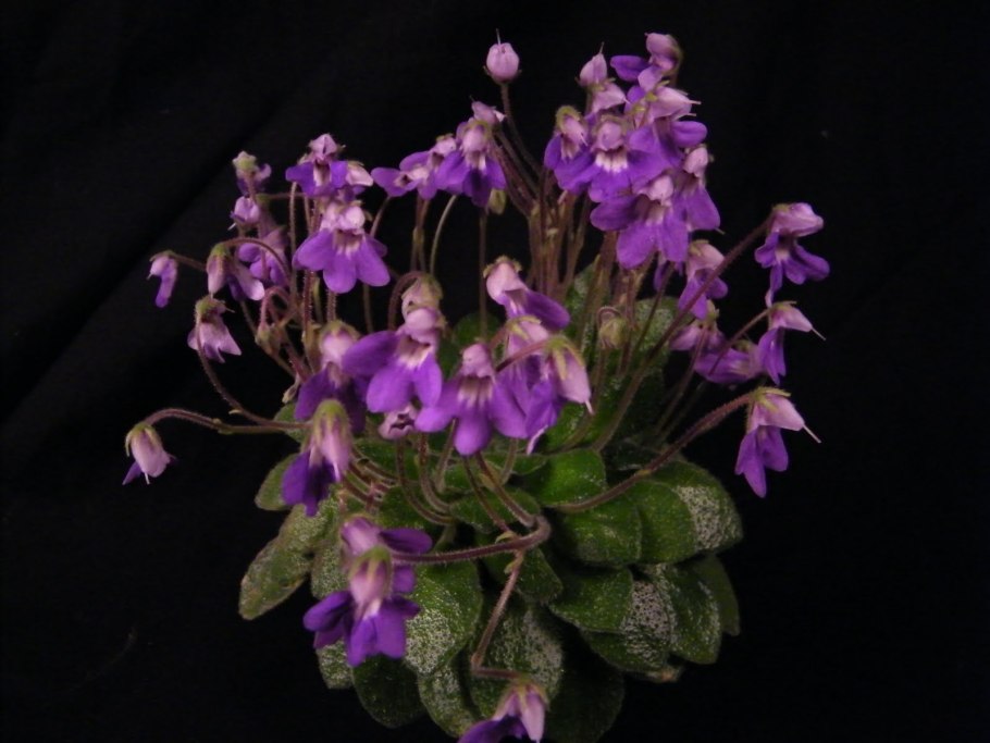 Rossetti Folia петрокосмея