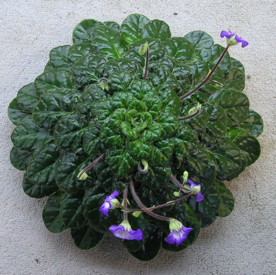 Петрокосмея Fluffer