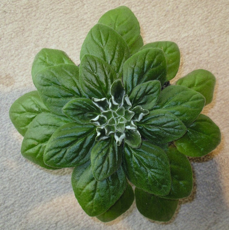 Петрокосмея Asa Blue