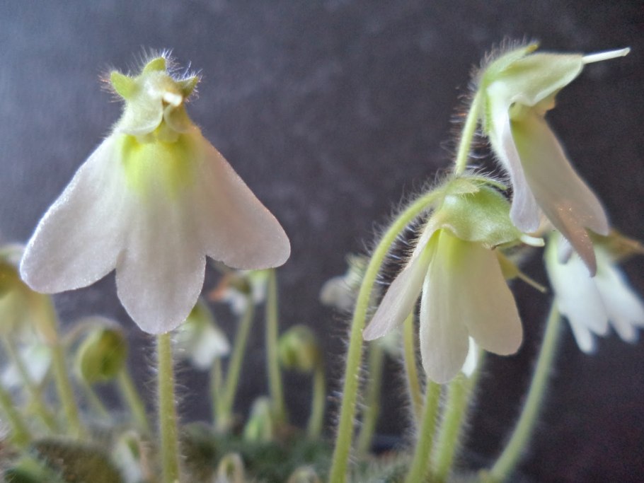 Фиалка петрокосмея rosettifolia