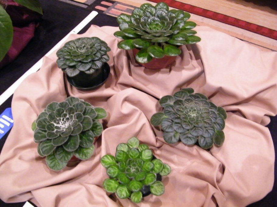 Петрокосмея Momo