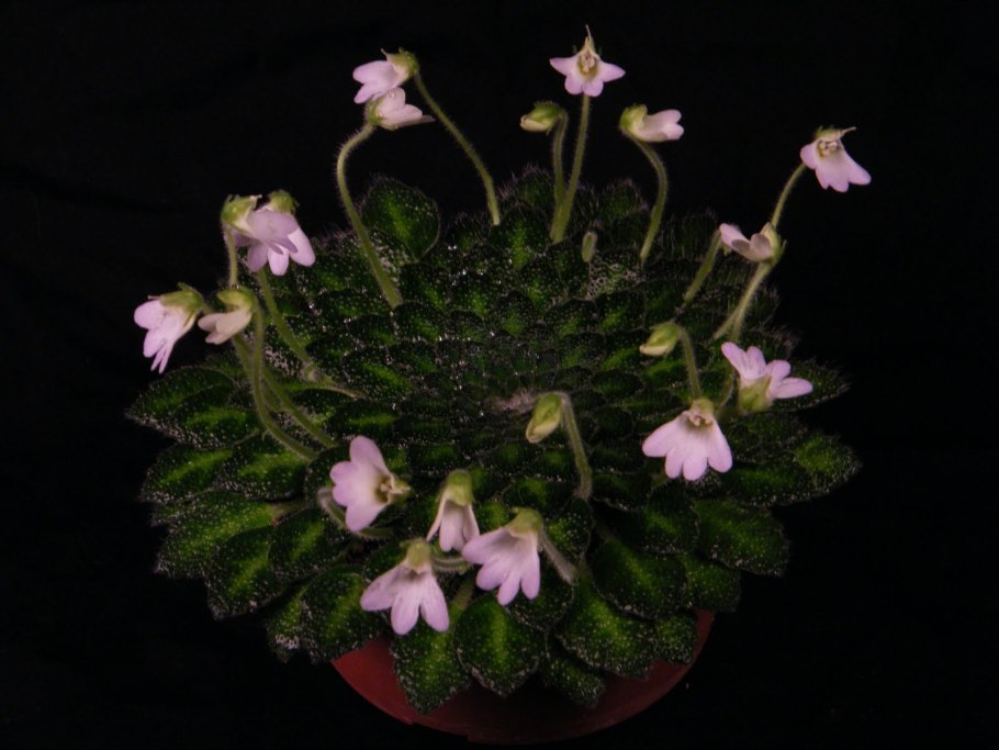 Петрокосмея rosettifolia