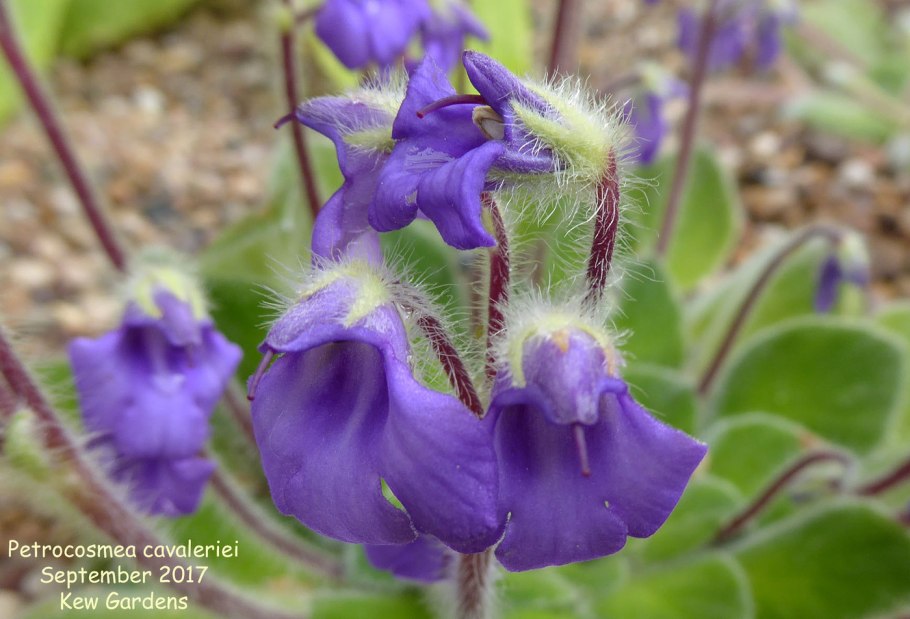 Петрокосмея чина 2005