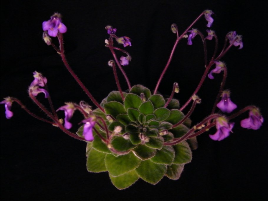 Петрокосмея barbata