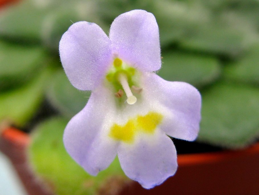 Редкие Геснериевые Petrocosmea