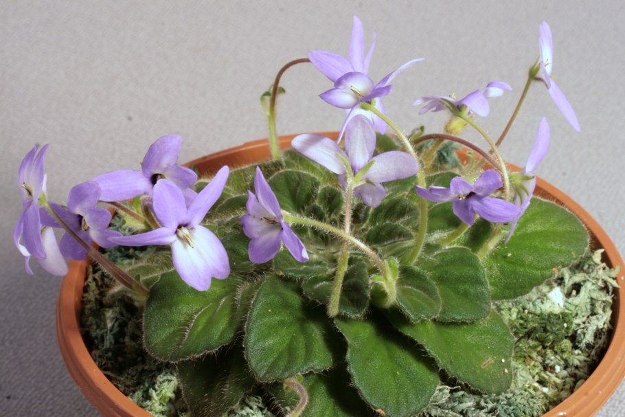 Петрокосмея Rosemary Platz