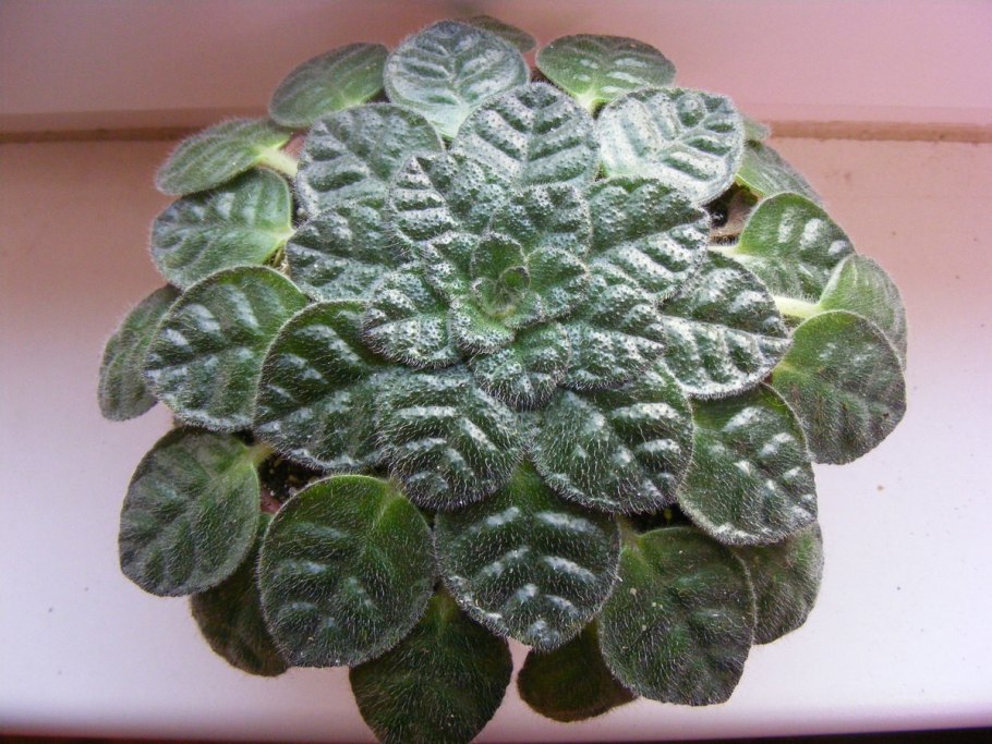 Петрокосмея sinensis