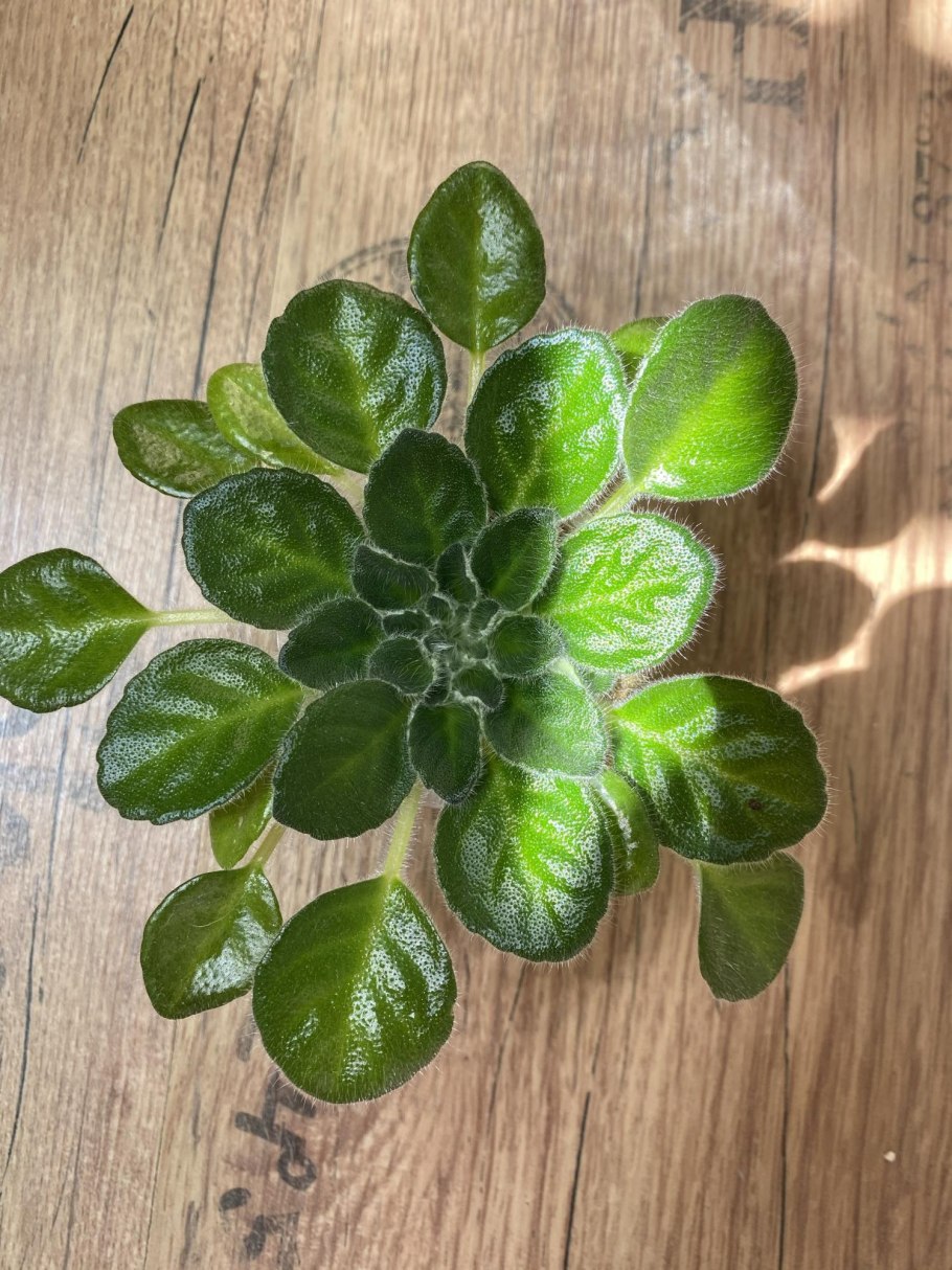 Фиалка петрокосмея