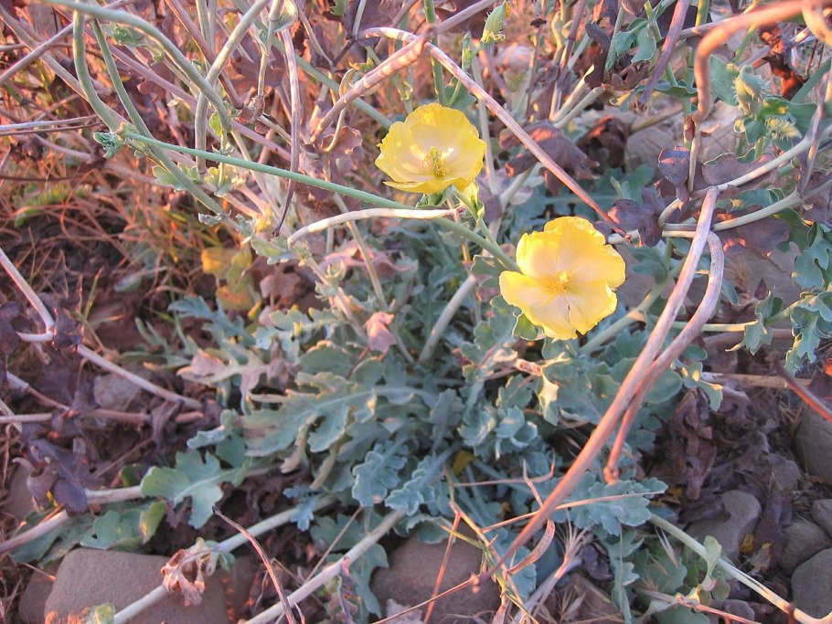 Glaucium flavum