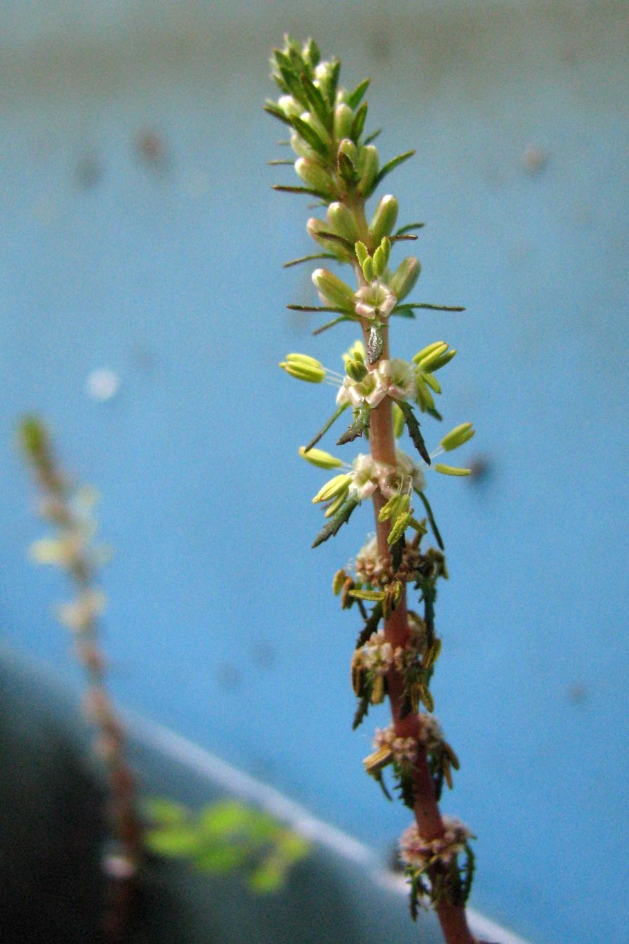 Alisma subcordatum