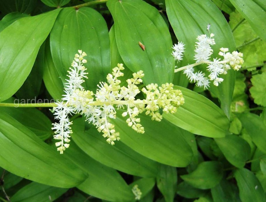 Бхумиамалаки (Phyllanthus niruri)