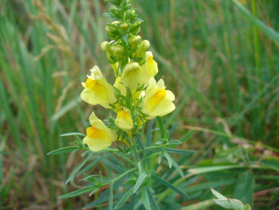 Льнянка обыкновенная