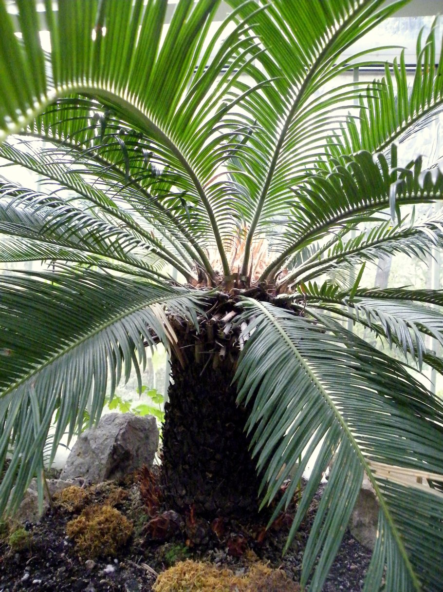 Саговая Пальма (Sago Palm)