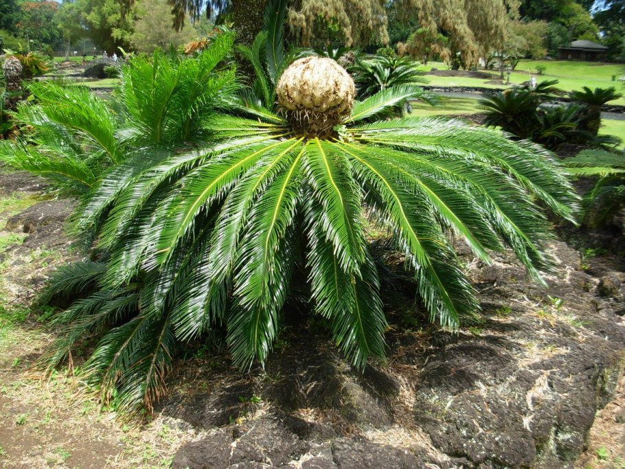 Саговник поникающий Cycas revoluta