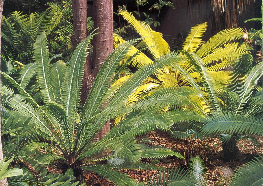 Саговая Пальма (Sago Palm)