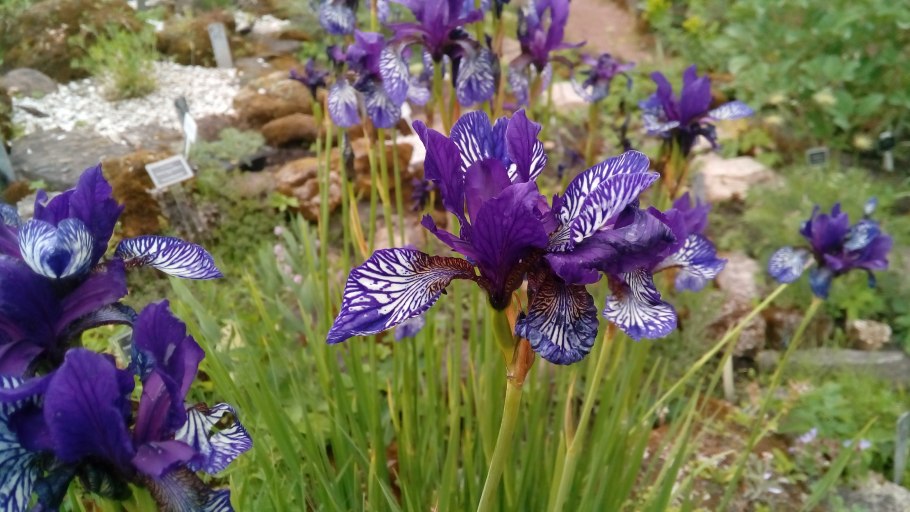 Ирис Сибирский Каррьер