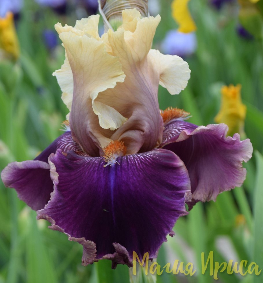 Cameo Queen Ирис