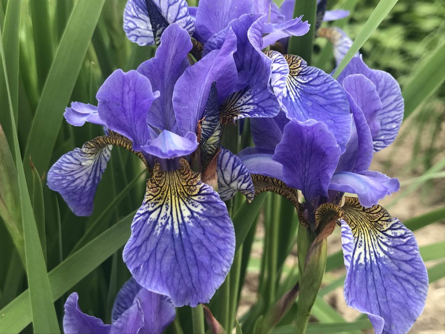 Ирис Касатик Луговой