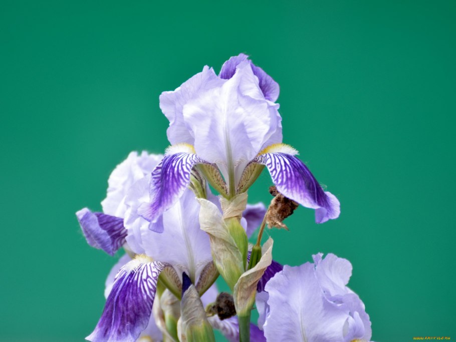 Ирис Intune (Blyth *2014*)