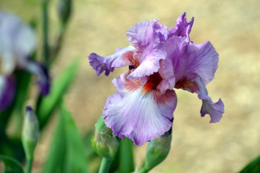 Iris versicolor 'Kermesina'