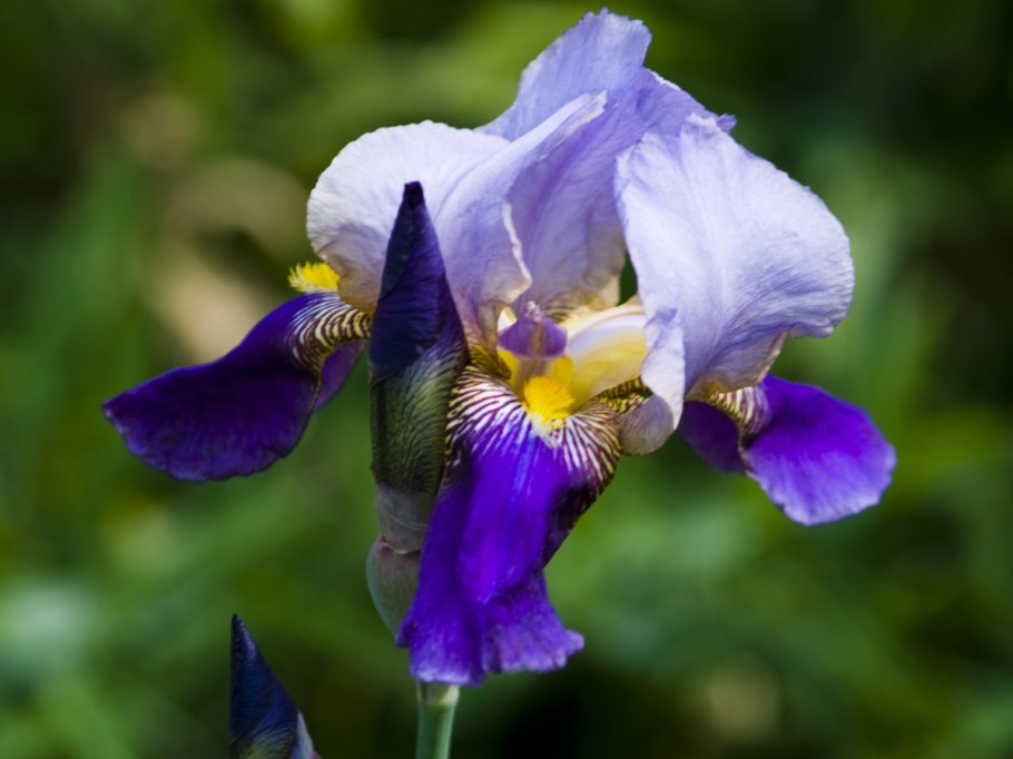 Ирис остролепестковый