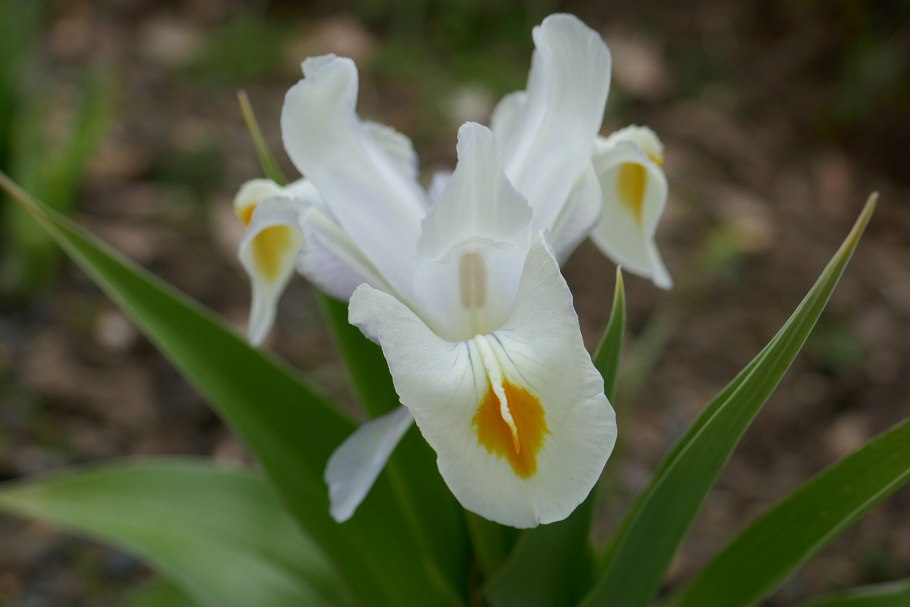 Вера Кавура ирисы