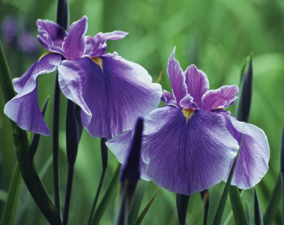 Ирис Луизианские сорта