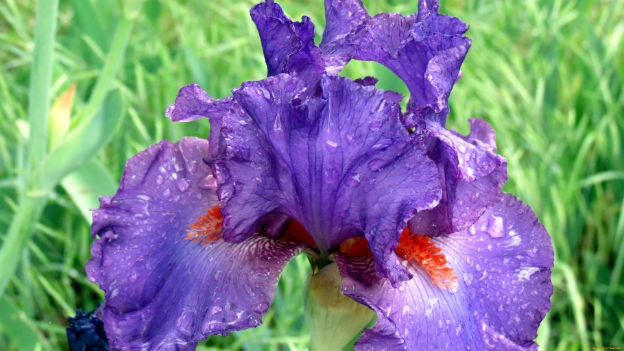 Ирис Джинджер Твист