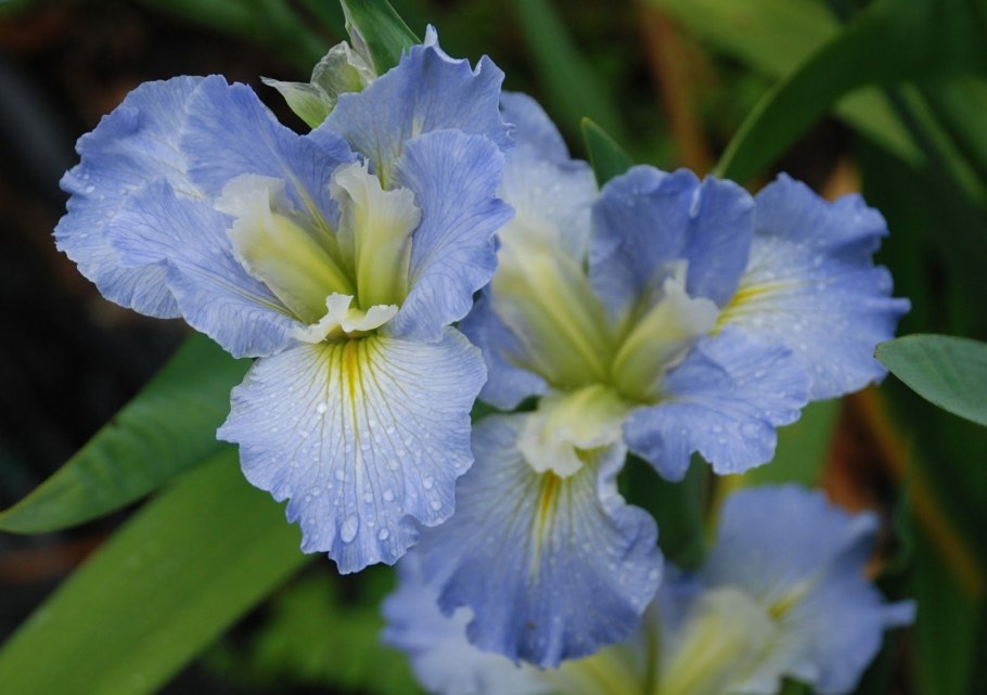 Ирис луизианский блэк геймкок