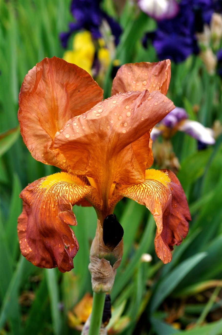 Ирис Касатик Людвига