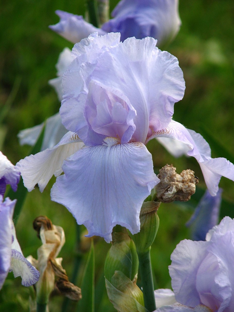 Ирисы цветы фото