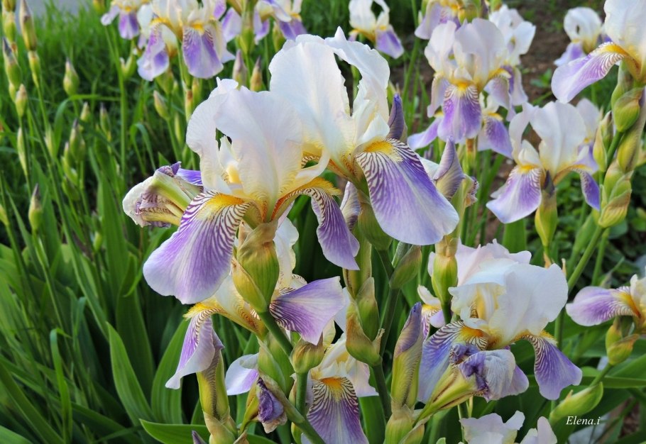 Ирис луизианский (сорт 'Black Gamecock')