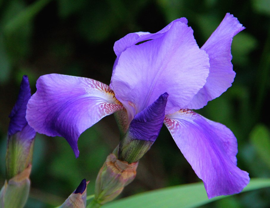Ирис фиолетовый обыкновенный